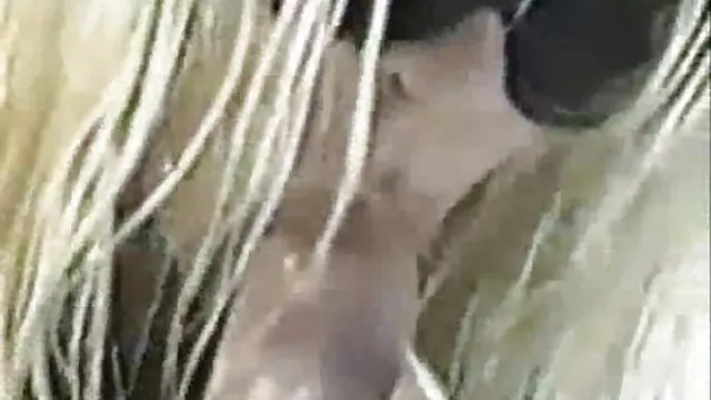 الإباحية بدون تسجيل Mal دير مص زبر عربي فيلت die!